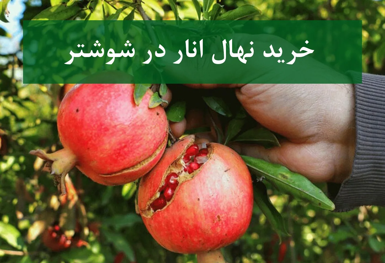خرید نهال انار در شوشتر + نهال انار پیوندی و پربار