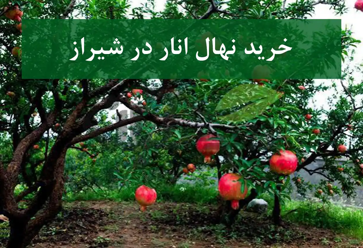 خرید نهال انار در شیراز + نهال انار پیوندی و پربار