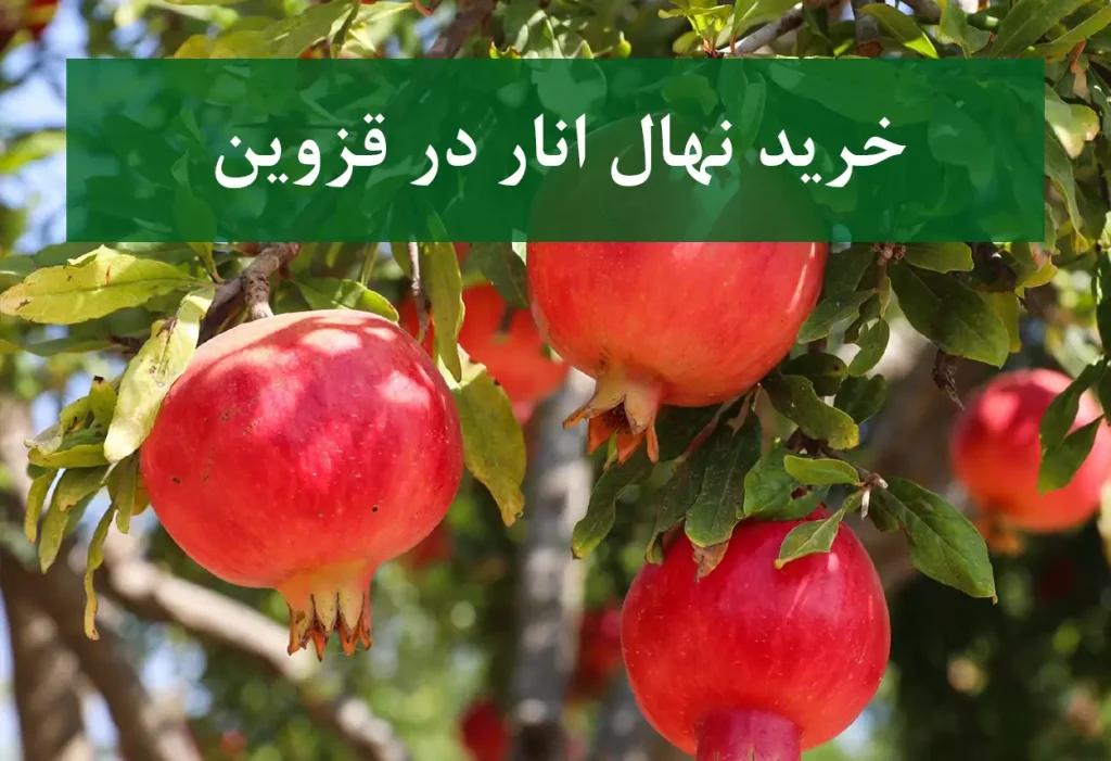 خرید نهال انار در قزوین + نهال انار پیوندی و پربار