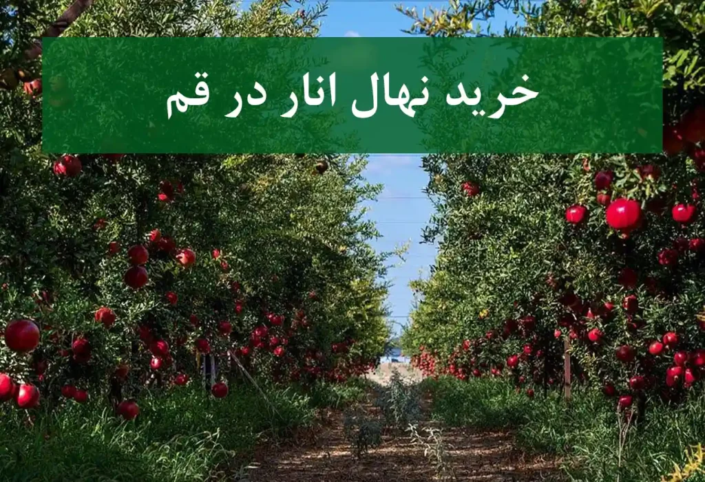خرید نهال انار در قم + نهال انار پیوندی و پربار