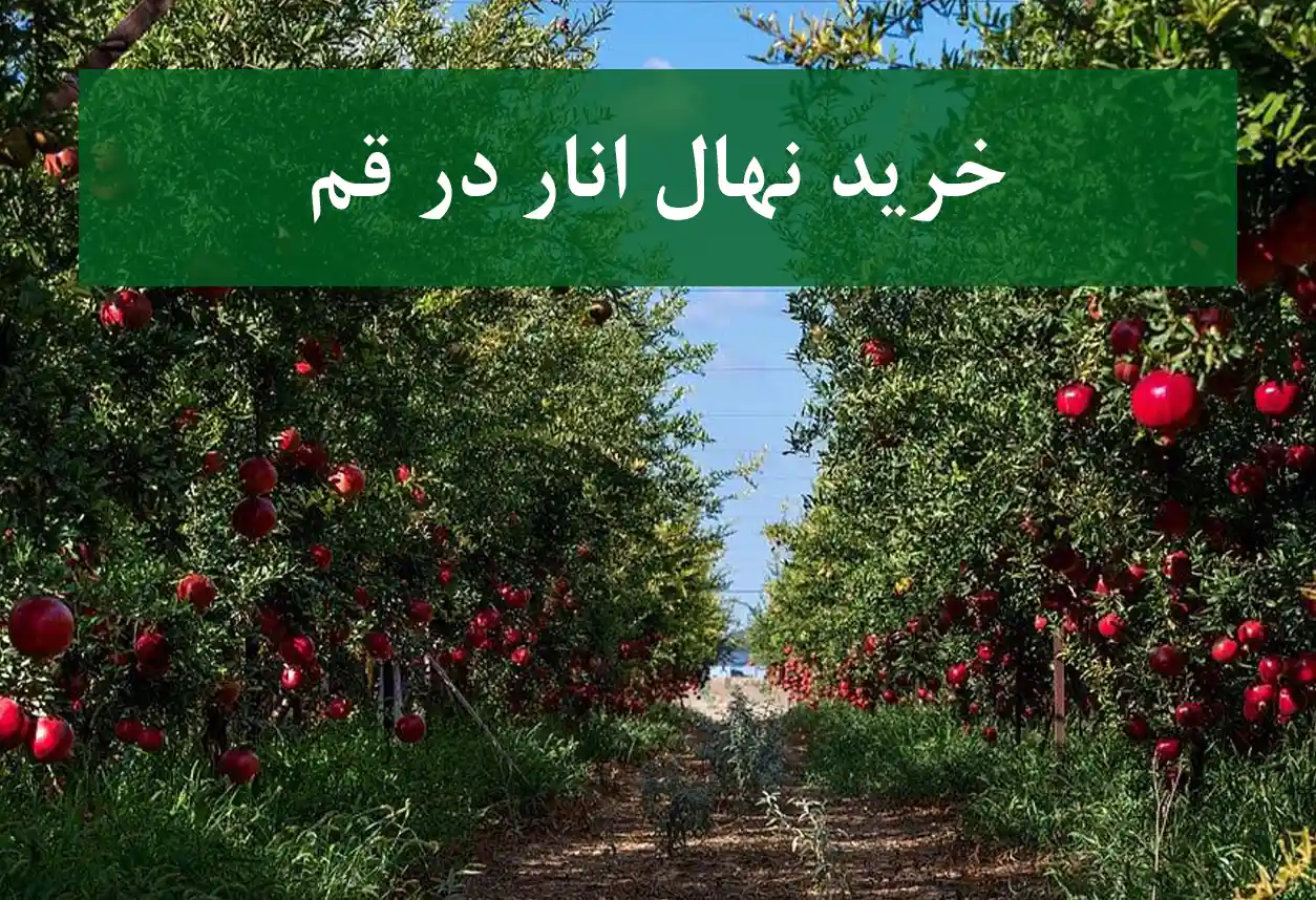 خرید نهال انار در قم + نهال انار پیوندی و پربار
