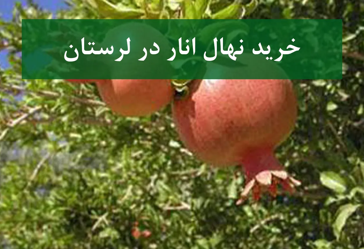 خرید نهال انار در لرستان + نهال انار مقاوم و پربازده