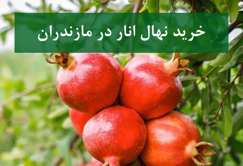 خرید نهال انار در مازندران + نهال انار پیوندی و پربار