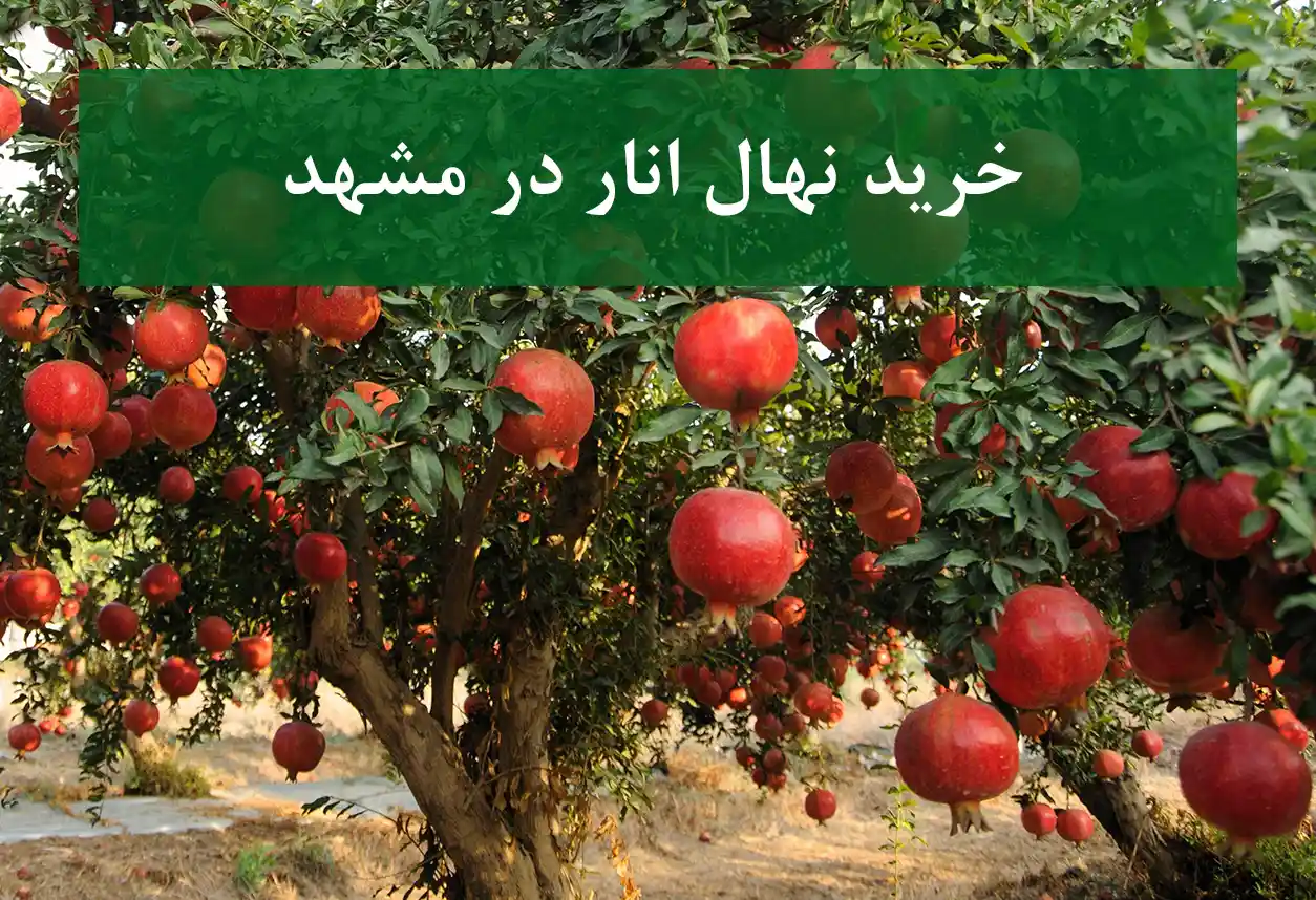 خرید نهال انار در مشهد + نهال انار مقاوم و پربازده