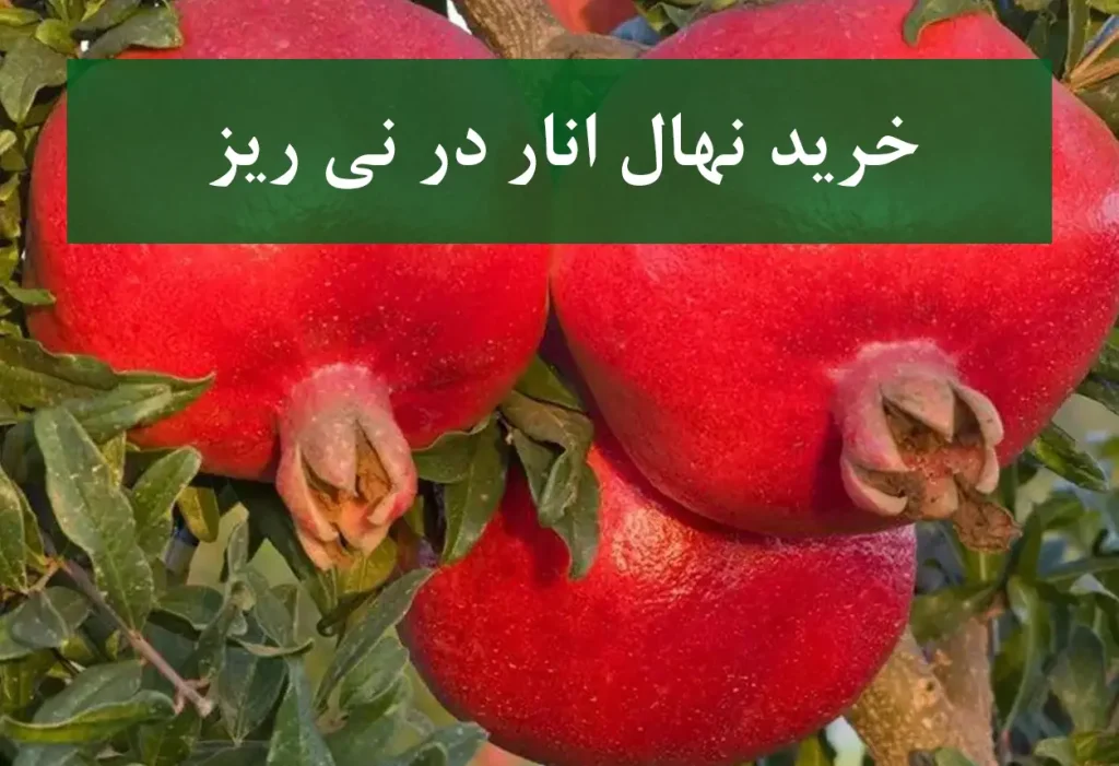 خرید نهال انار در نی‌ریز + نهال انار پیوندی و پربار