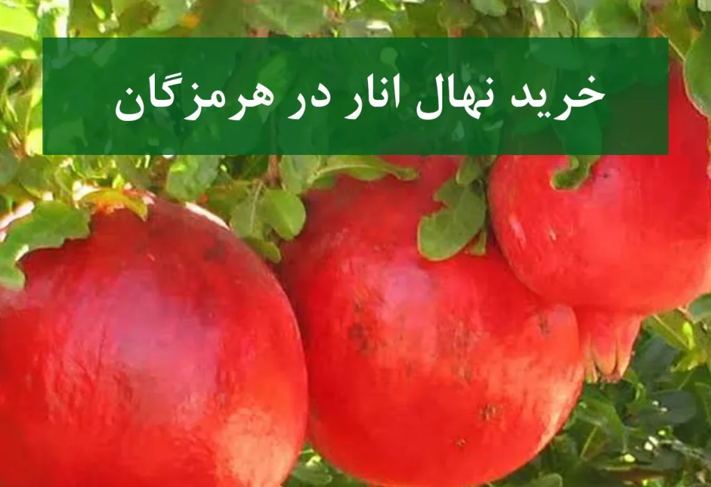 خرید نهال انار در هرمزگان + نهال انار اصلاح شده و شناسنامه‌دار