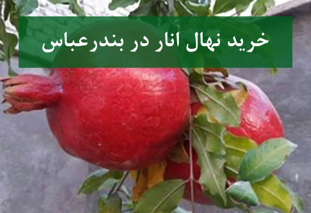 خرید نهال انار در بندرعباس + نهال انار پیوندی و پربارخرید نهال انار در بندرعباس + نهال انار پیوندی و پربار