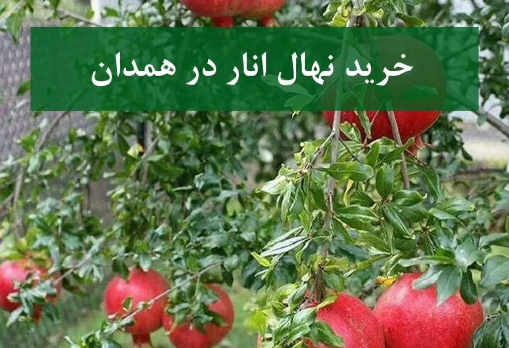 خرید نهال انار در همدان + نهال انار پیوندی و پربار