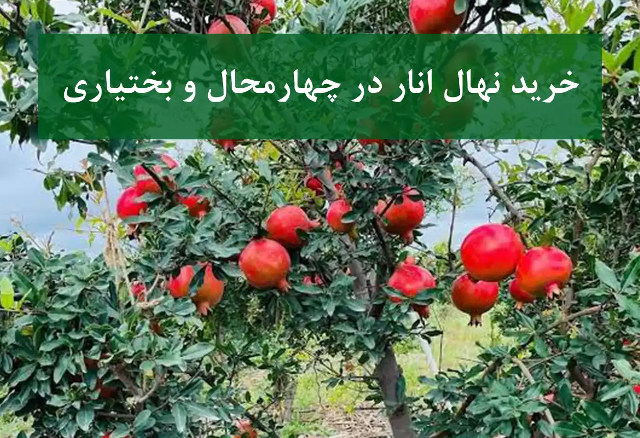 خرید نهال انار در چهارمحال و بختیاری + نهال انار پیوندی و پربار