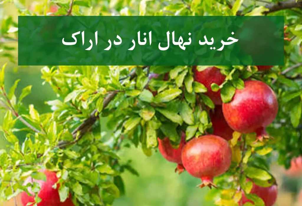 خرید نهال انار در کاشان + نهال انار پیوندی و پربار