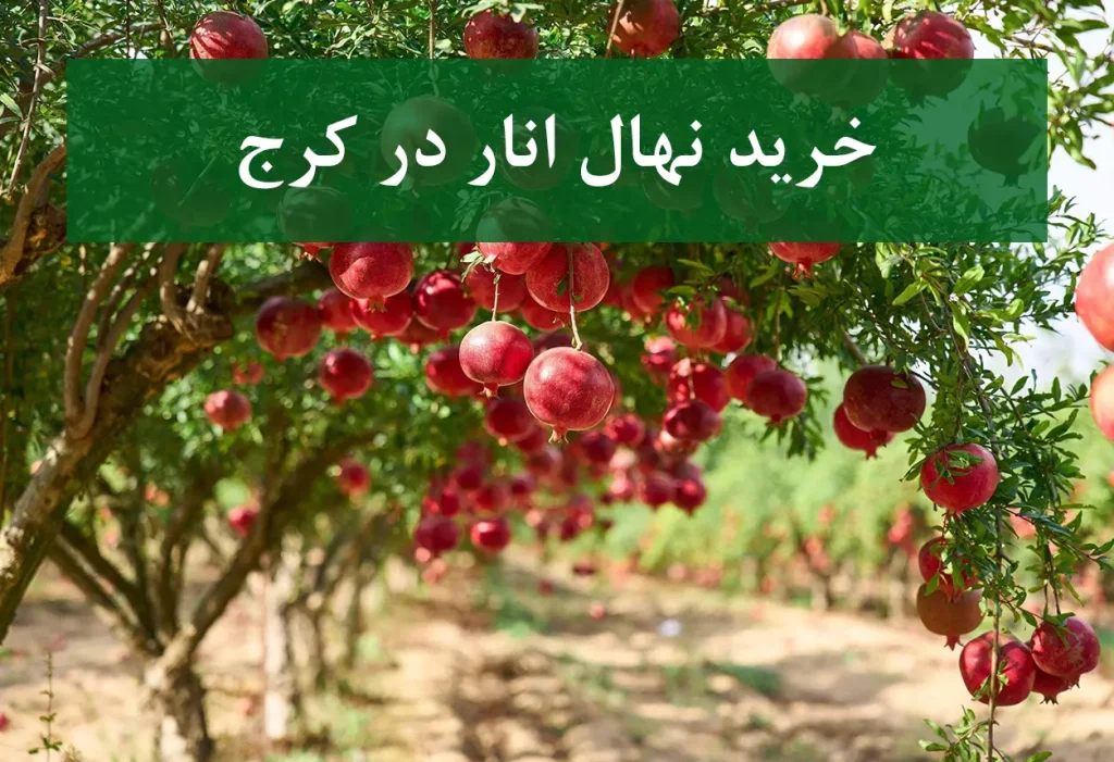 خرید نهال انار در کرج + نهال انار پیوندی و پربار