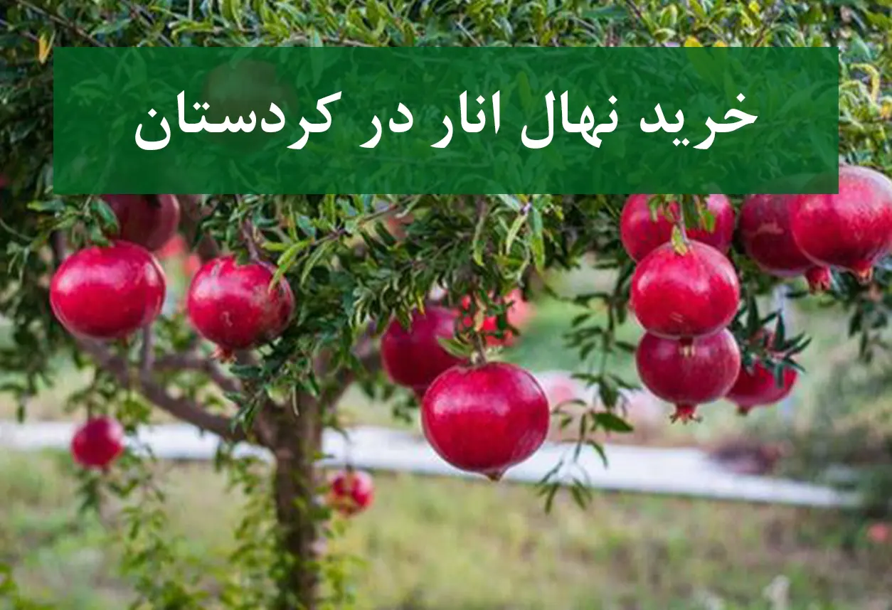خرید نهال انار در کردستان + نهال انار پیوندی و پربار