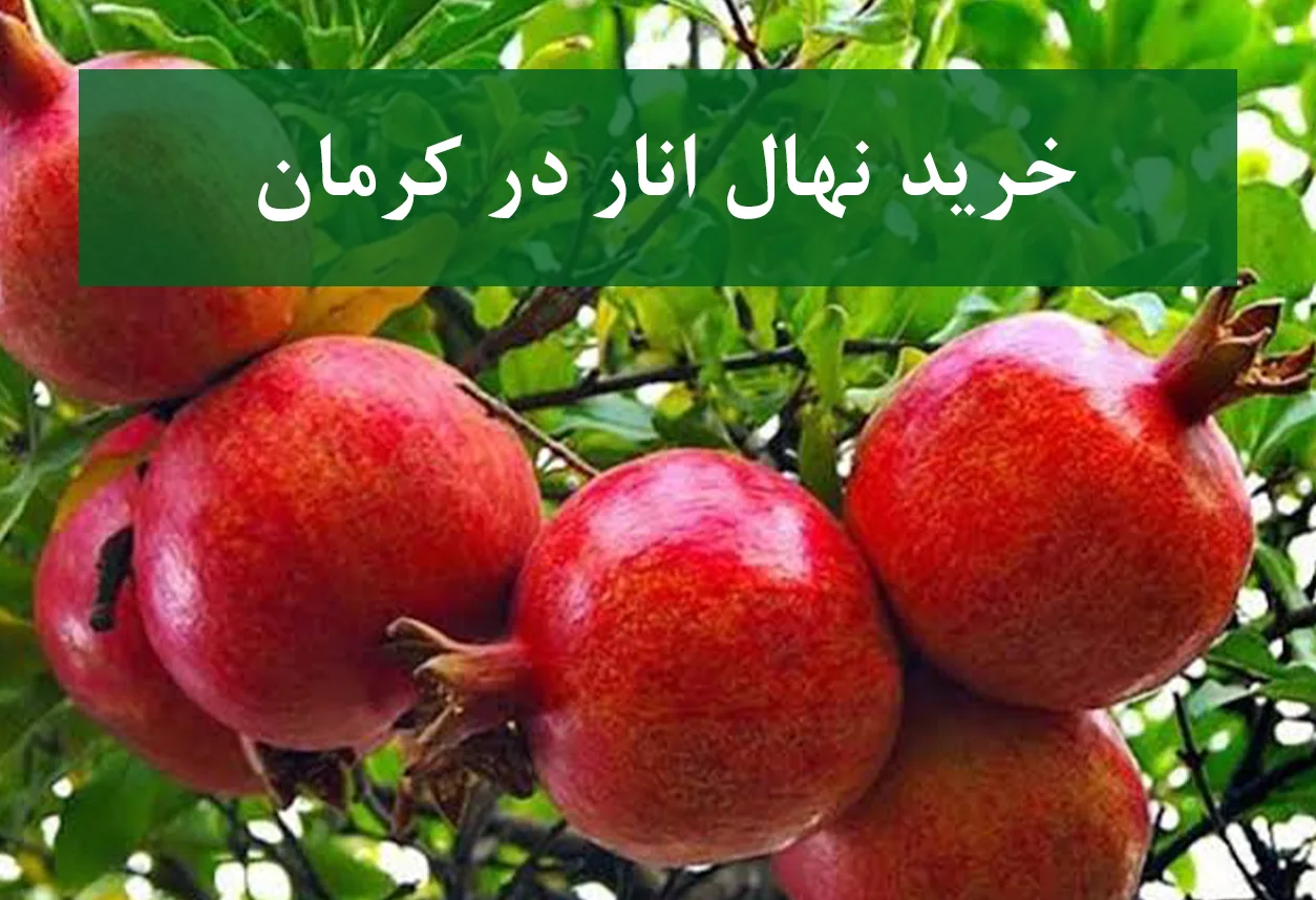 خرید نهال انار در کرمان + نهال انار پیوندی و پربار