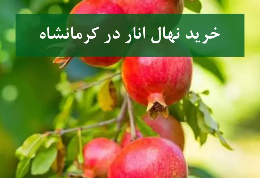خرید نهال انار در کرمانشاه + نهال انار پیوندی و پربار