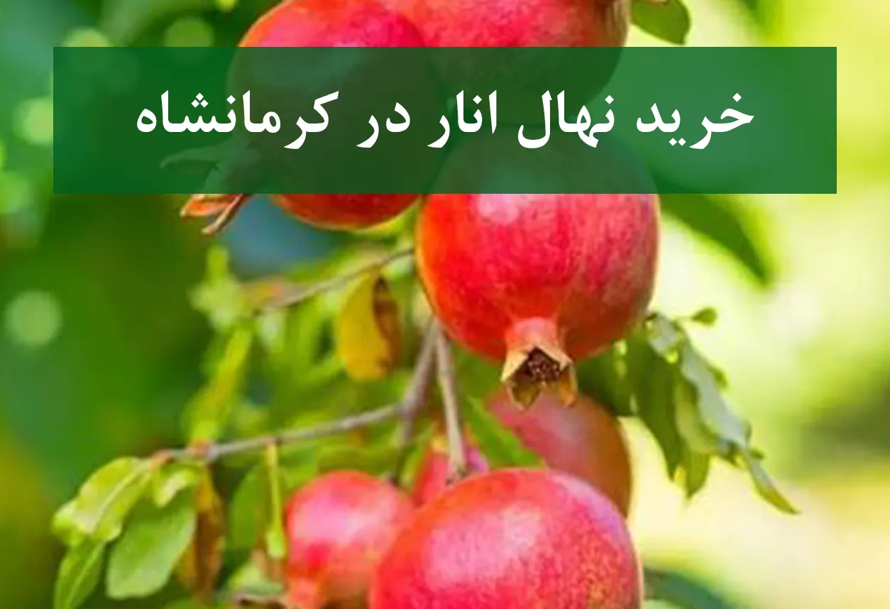 خرید نهال انار در کرمانشاه + نهال انار پیوندی و پربار