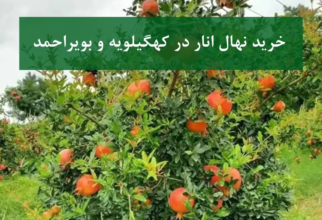 خرید نهال انار در کهگیلویه و بویراحمد + نهال انار پیوندی و پربار