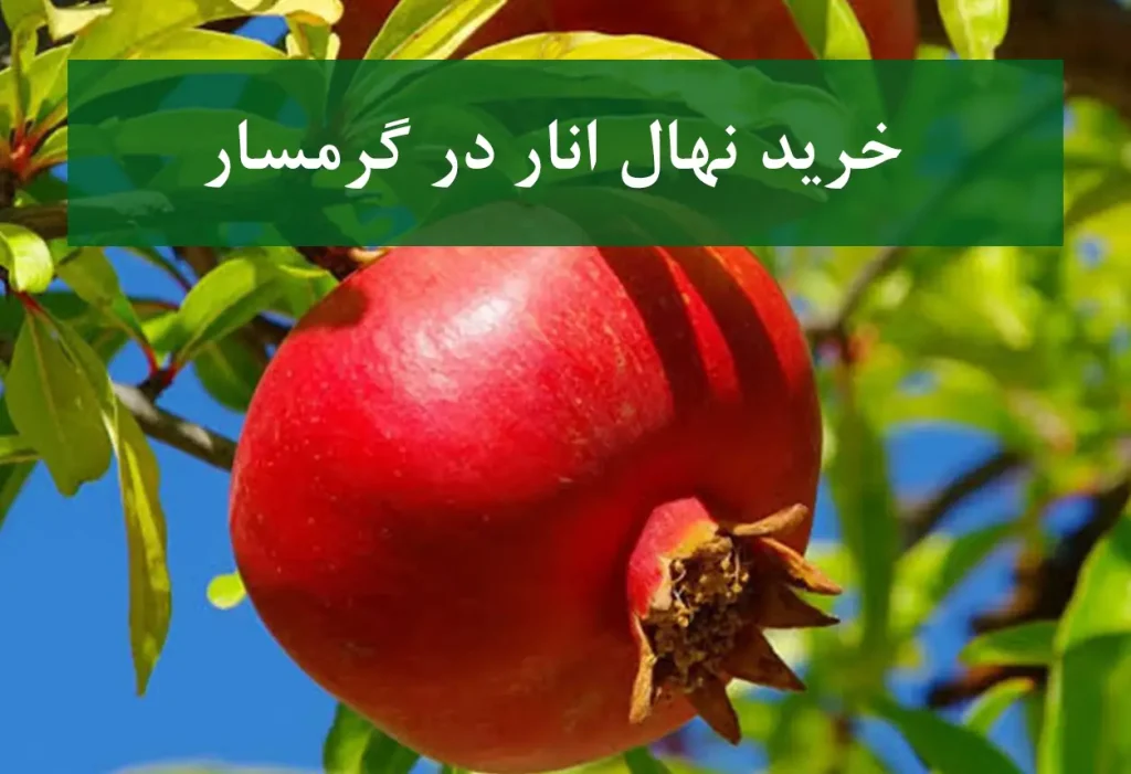 خرید نهال انار در گرمسار + نهال انار پیوندی و پربار