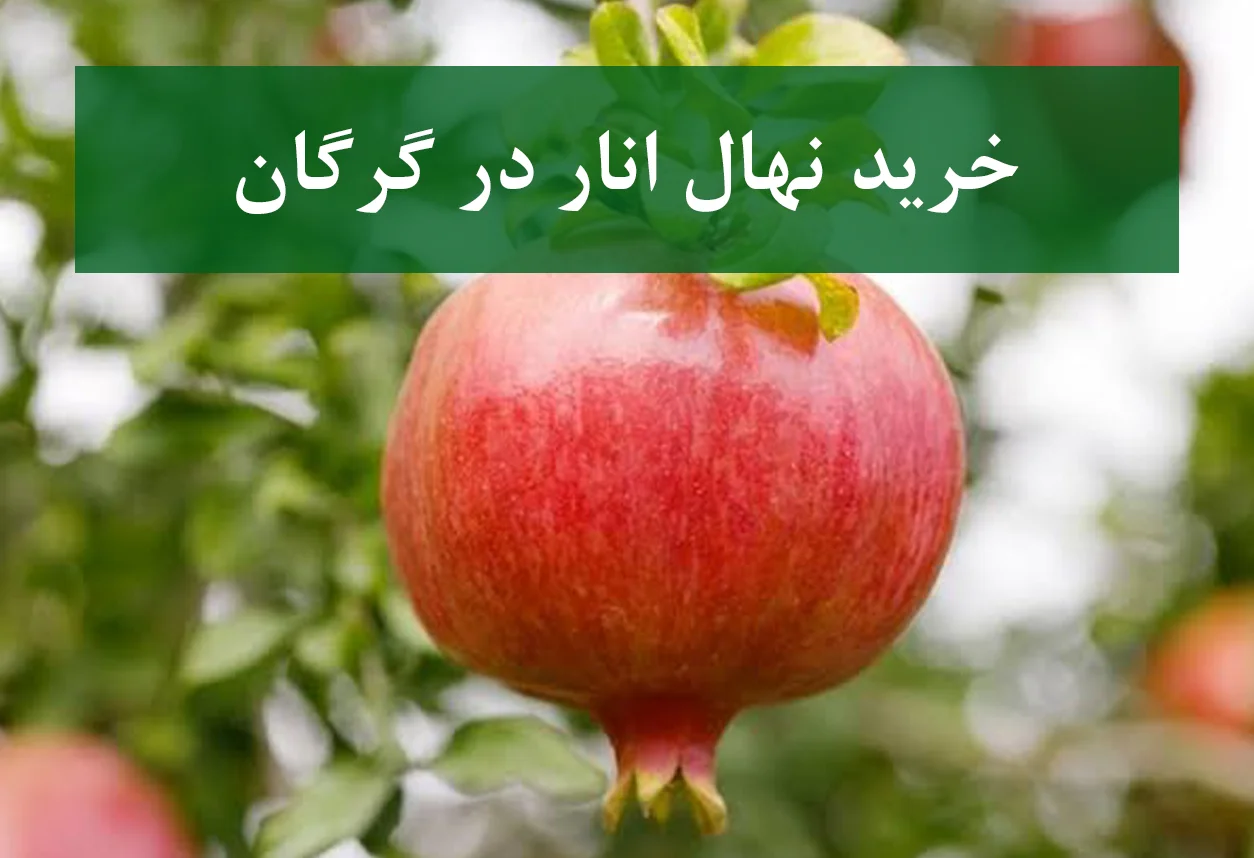 خرید نهال انار در گرگان + نهال انار پیوندی و پربار
