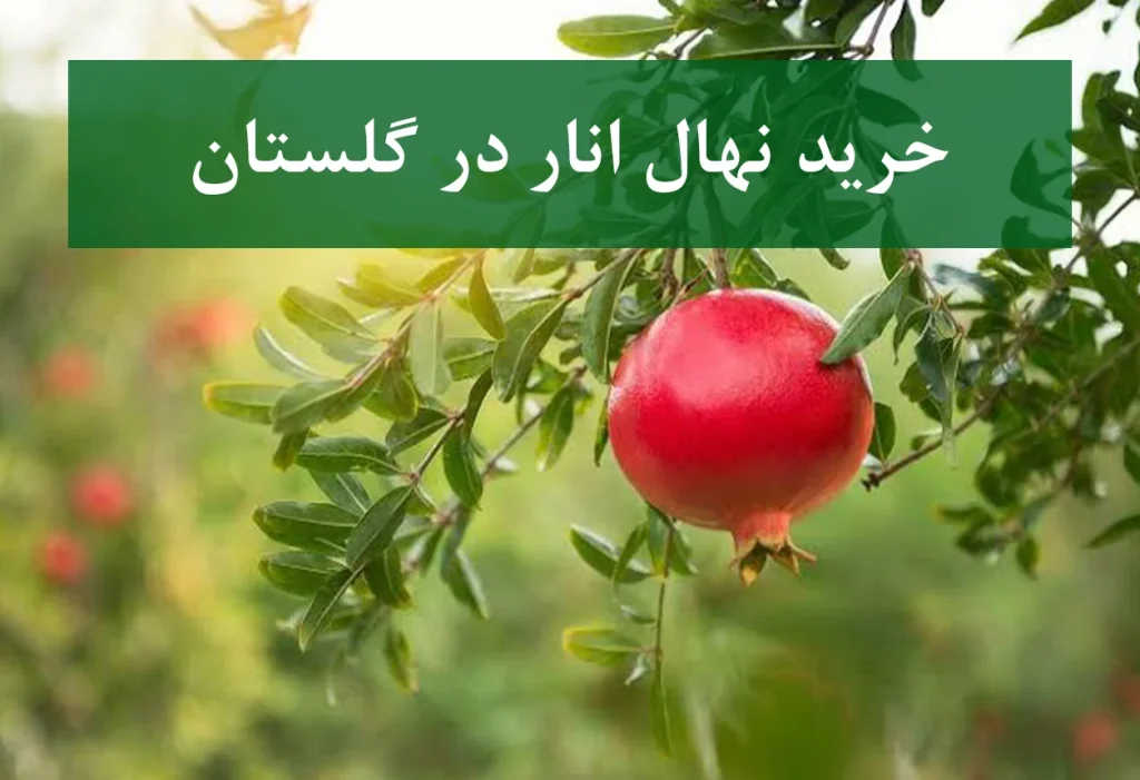 خرید نهال انار در گلستان + نهال انار پیوندی و پربار