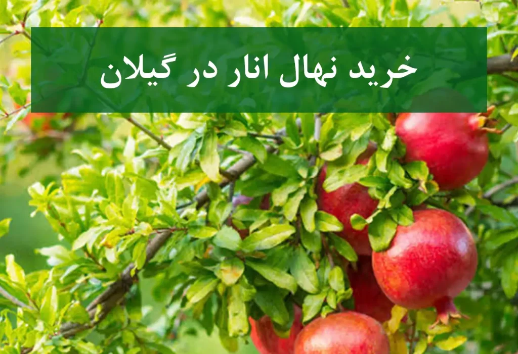 خرید نهال انار در گیلان + نهال انار اصلاح شده و شناسنامه‌دار