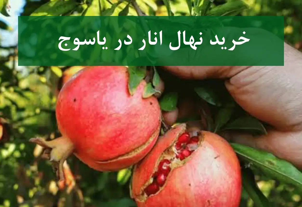 خرید نهال انار در یاسوج + نهال انار پیوندی و پربار