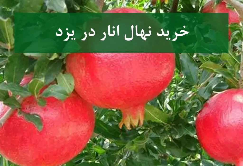 خرید نهال انار در یزد + نهال انار اصلاح شده و شناسنامه‌دار
