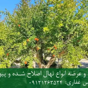 خرید نهال انار پاکوتاه گلدانی + نهال سالم و پربار