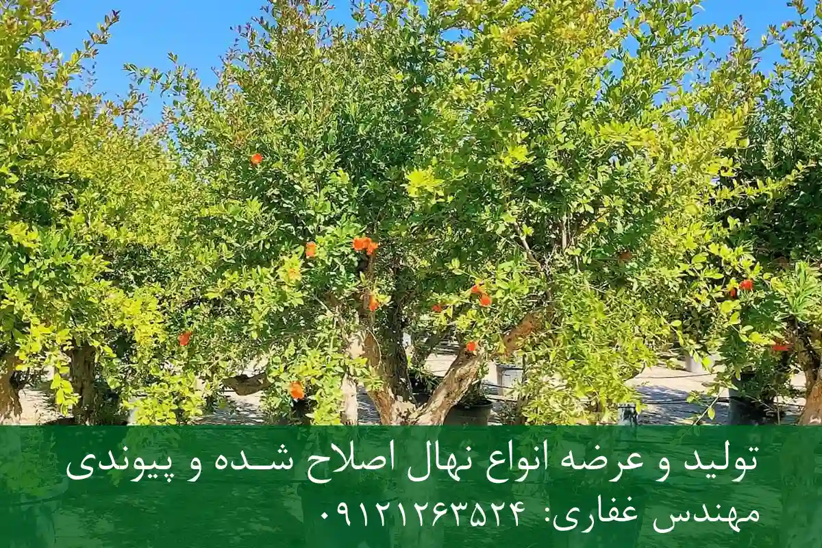 خرید نهال انار پاکوتاه گلدانی + نهال سالم و پربار خرید نهال انار پاکوتاه گلدانی + نهال سالم و پربار