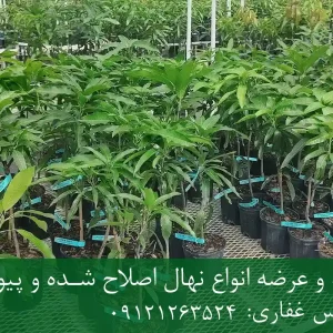 خرید نهال انبه اصلاح شده گلدانی + نهال سالم و پربار