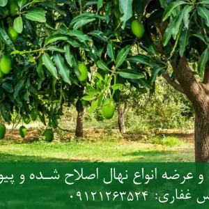 خرید نهال انبه دیرگل + نهال سالم و پربار