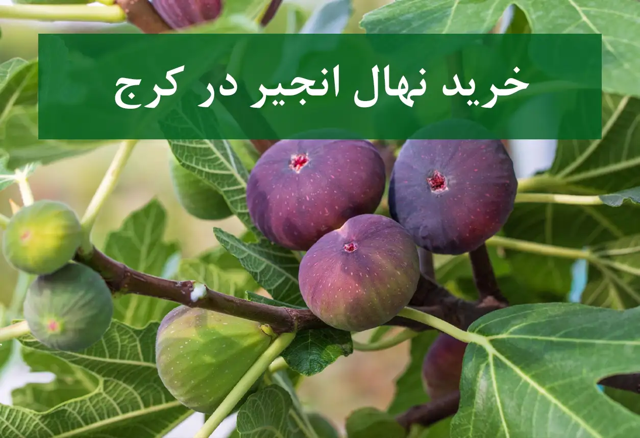 خرید نهال انجیر در کرج + نهال شناسنامه‌دار و اصلاح شده