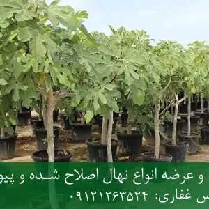خرید نهال انجیر پاکوتاه گلدانی + نهال سالم و پربار