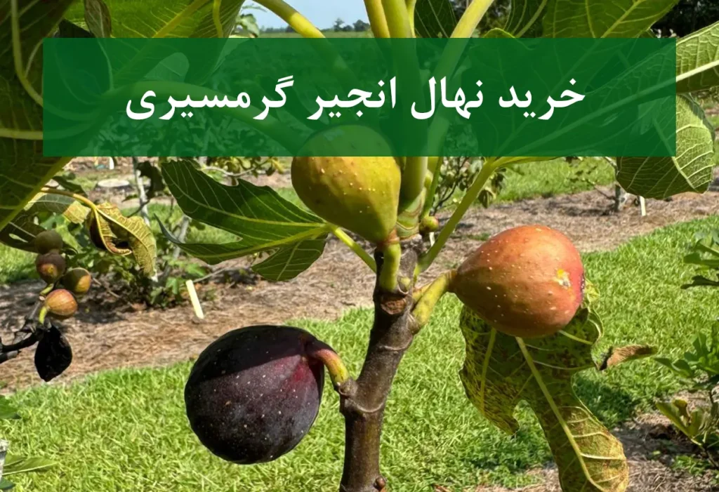 خرید نهال انجیر گرمسیری + نهال سالم و پربار