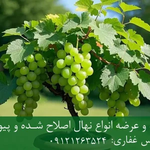 خرید نهال انگور پاکوتاه گلدانی + نهال سالم و پربار