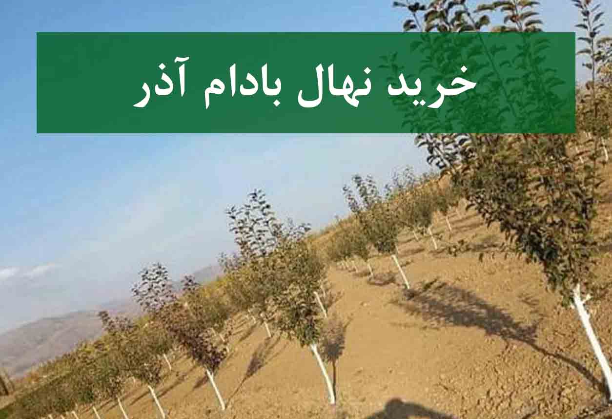 خرید نهال بادام آذر + نهال سالم و پربار
