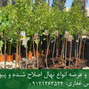خرید نهال بادام اصلاح شده گلدانی + نهال سالم و پربار