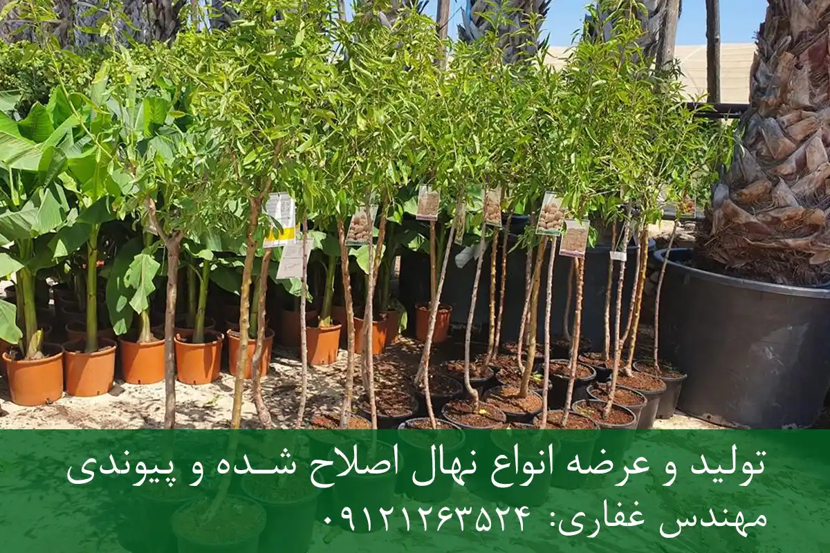 خرید نهال بادام اصلاح شده گلدانی + نهال سالم و پربار خرید نهال بادام اصلاح شده گلدانی + نهال سالم و پربار