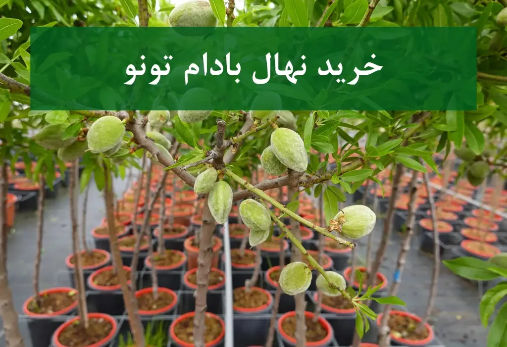خرید نهال بادام تونو + نهال سالم و پربار