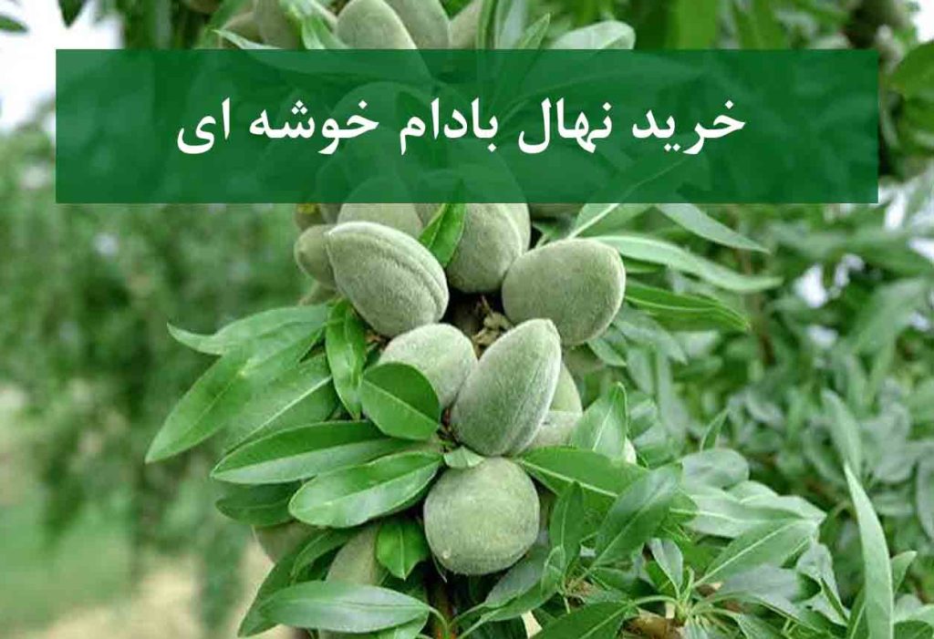 خرید نهال بادام خوشه‌ای + نهال سالم و پربار