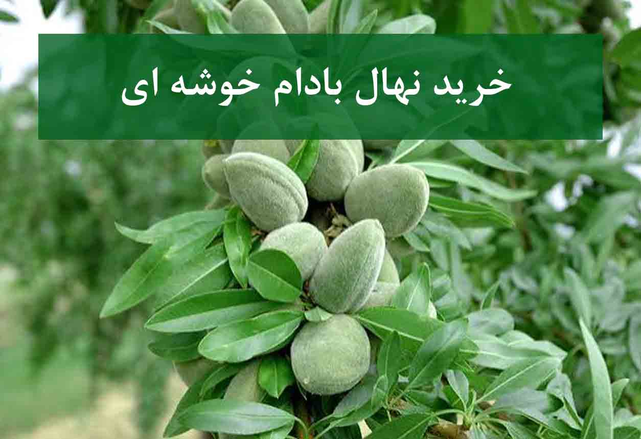 خرید نهال بادام خوشه‌ای + نهال سالم و پربار
