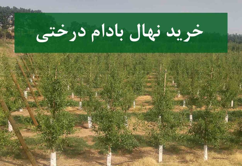 خرید نهال بادام درختی + نهال سالم و پربار