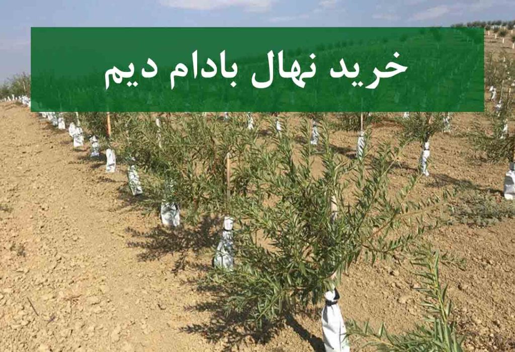 خرید نهال بادام دیم + نهال سالم و پربار
