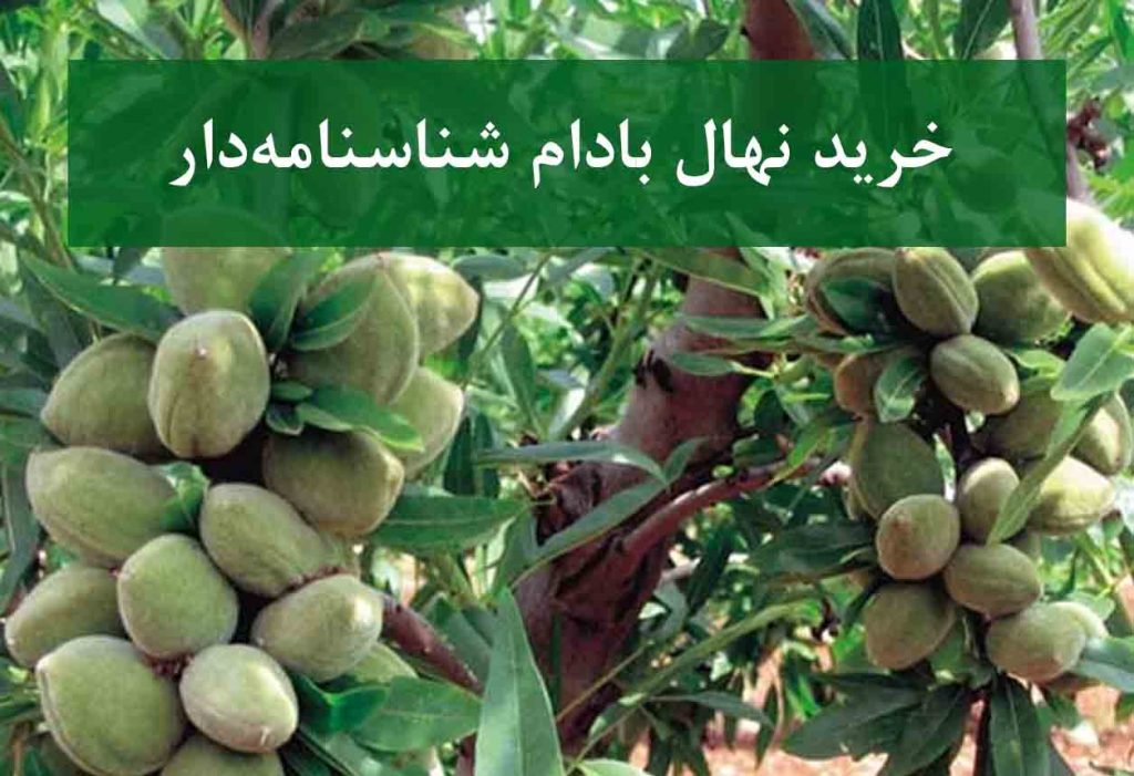 خرید نهال بادام شناسنامه دار + نهال سالم و پربار