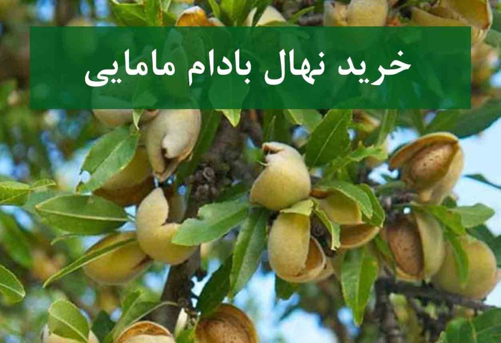 خرید نهال بادام مامایی اصلاح شده + نهال سالم و پربار