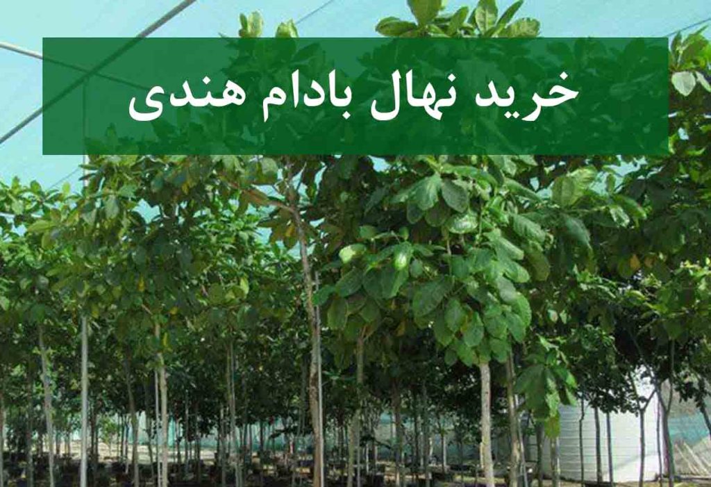 خرید نهال بادام هندی گلدانی + نهال سالم و پربار