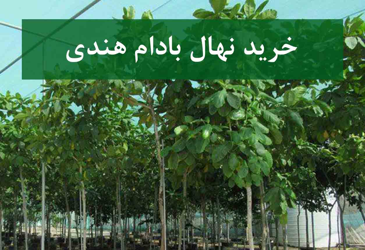خرید نهال بادام هندی گلدانی + نهال سالم و پربار