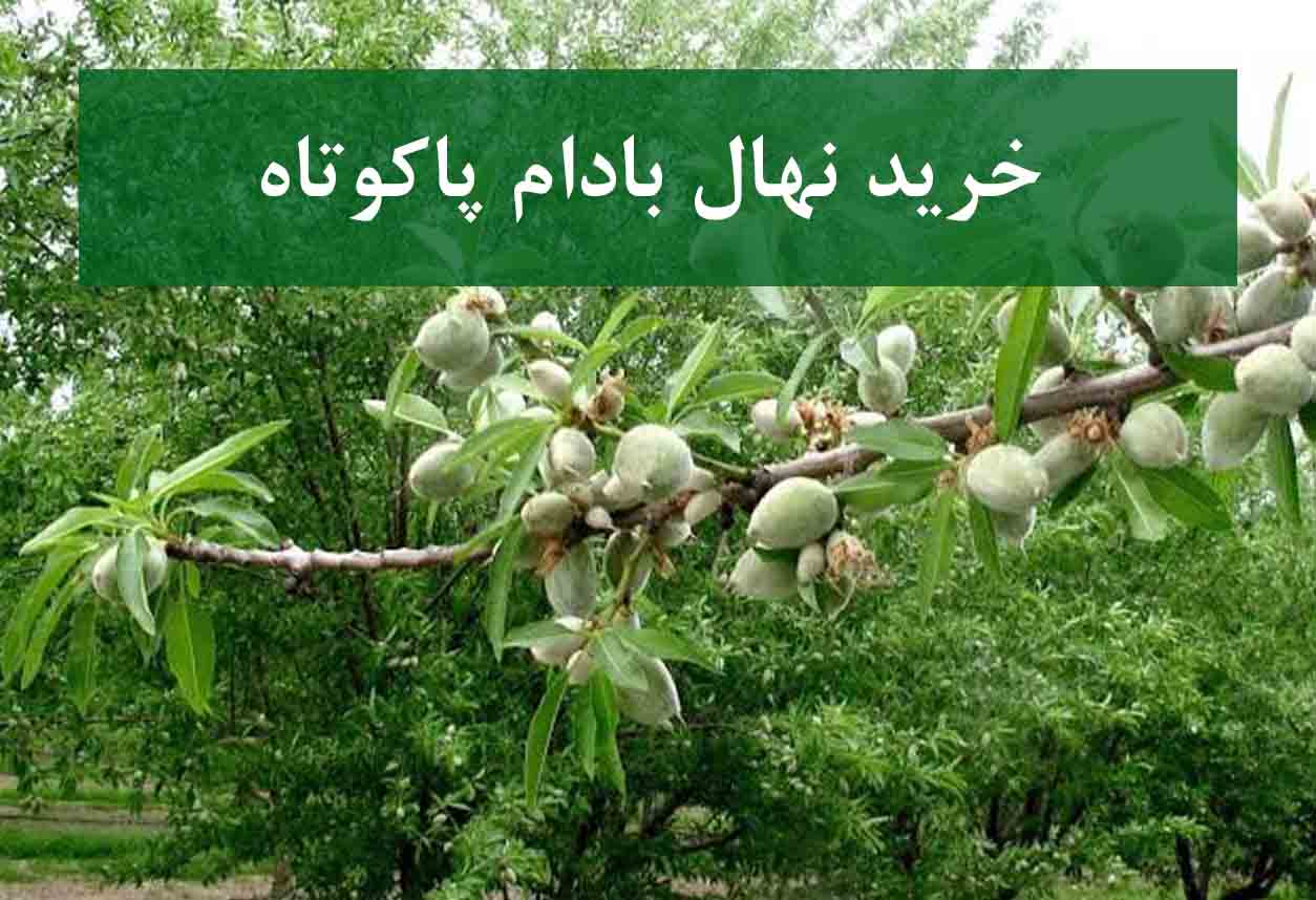 خرید نهال بادام پاکوتاه + نهال سالم و پربار