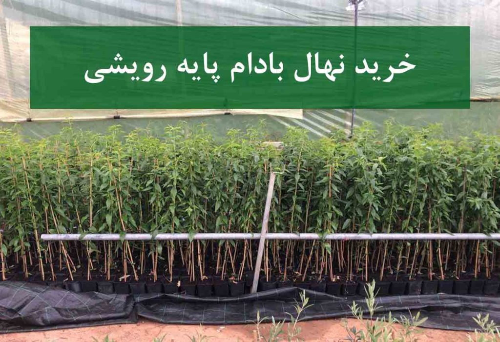 خرید نهال بادام پایه رویشی + نهال سالم و پربار