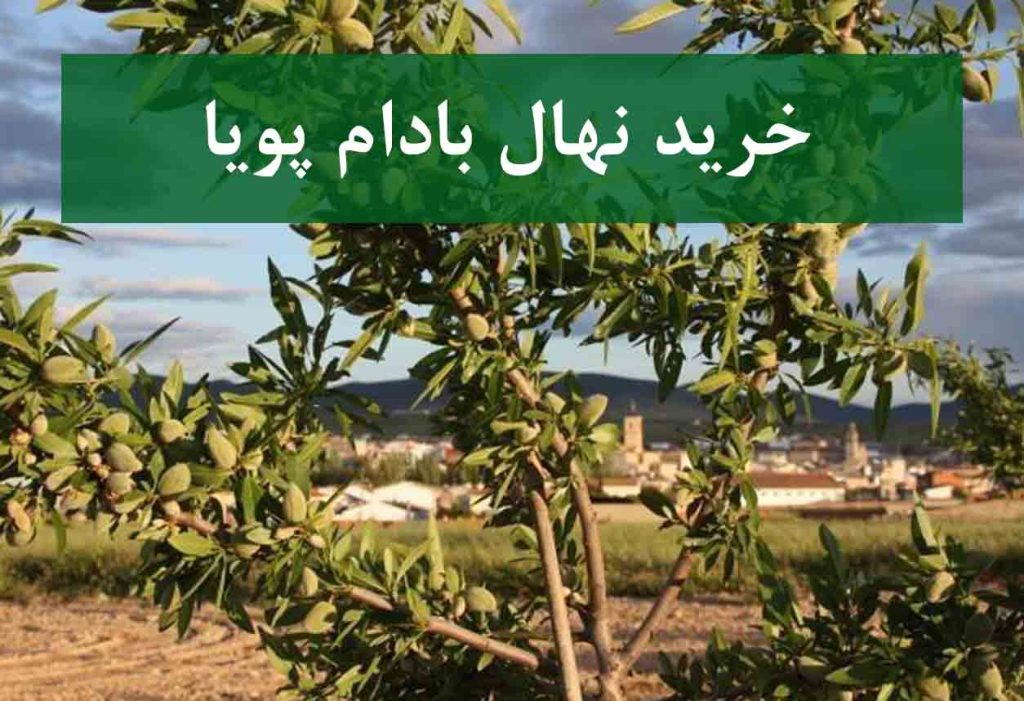 خرید نهال بادام پویا + نهال سالم و پربار