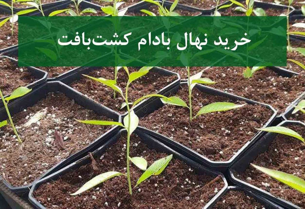 خرید نهال بادام کشت‌بافت + نهال سالم و پربار